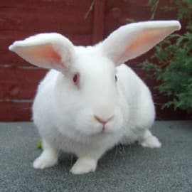 ПК–91-2 Комбикорм для ремонтного молодняка кроликов в возрасте от 60 до 150 дней (25% травяной муки) 25 кг