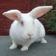 ПК–91-2 Комбикорм для ремонтного молодняка кроликов в возрасте от 60 до 150 дней (25% травяной муки) 10 кг