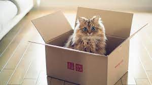 Кот прячетс в коробке