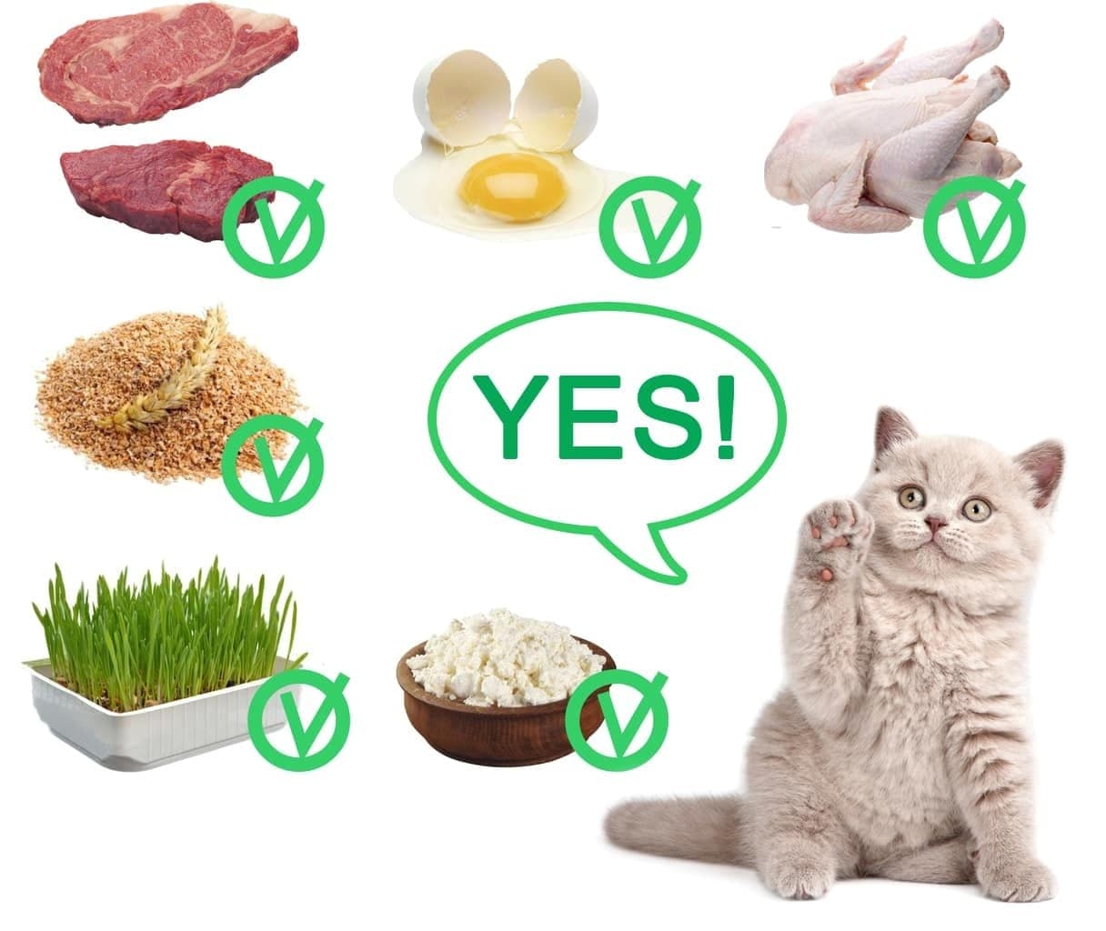 можно ли кормить котят домашней едой