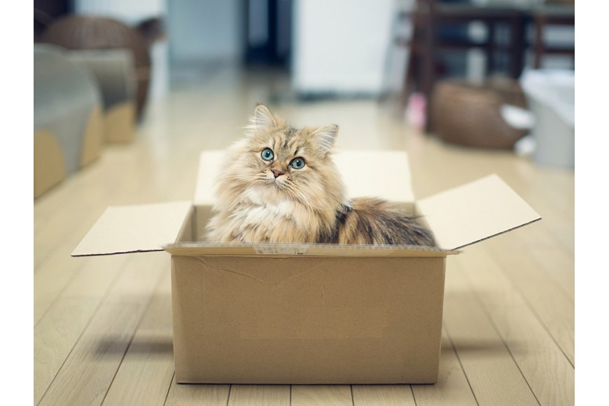 Как сделать переезд кота в новый дом комфортным