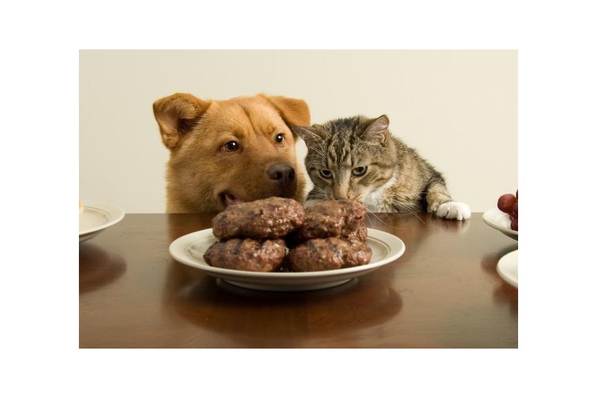 Какие человеческие продукты опасны для питания котов и собак
