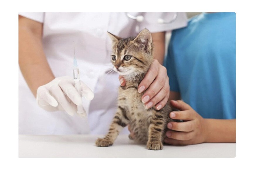 Что нужно знать о прививках для кошек и котят?