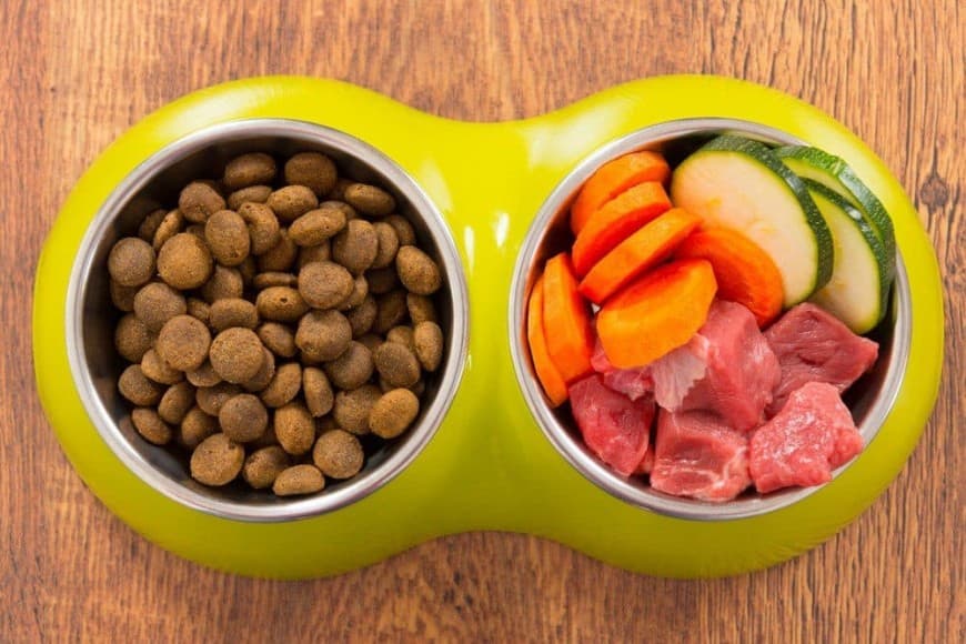 Чем кормить кота: корм или домашнее питание?